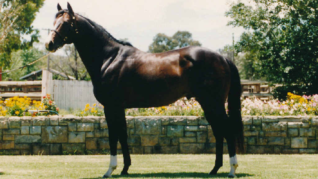 CHAMPION SIRE: Sequalo is well on track to be the greatest win-producer for Lyndhurst Stud. CHAMPION SIRE: Sequalo is well on track to be the greatest win-producer for Lyndhurst Stud.